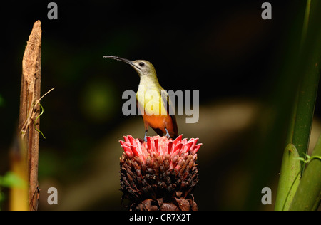 Beau petit spiderhunter Arachnothera longirostra) possing (sur anonymous user of sharewiki Banque D'Images