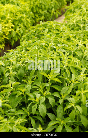 L'herbe douce. Le Stevia rebaudiana. Les émissions à Balaguer, Lleida, Catalogne, Espagne Banque D'Images