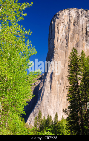 La lumière du matin sur El Capitan, Yosemite National Park, California USA Banque D'Images