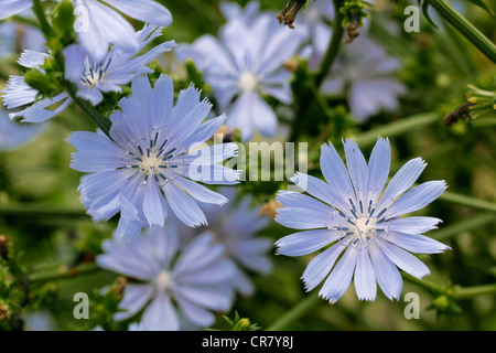 Chicorée (Cichorium intybus) Banque D'Images