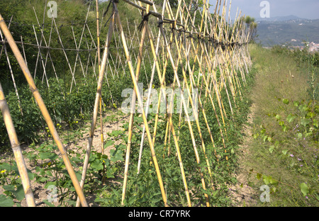 L'agriculture écologique à petite échelle. Méthode traditionnelle de culture des tomates sur guides de canne et de l'irrigation au goutte à goutte. Montagnes et SMA Banque D'Images