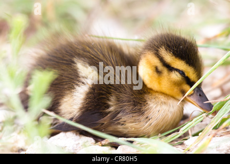 Perdu un caneton colvert prend une sieste, car il attend que sa famille. Banque D'Images