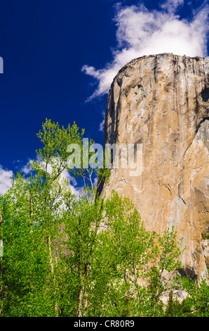 La lumière du matin sur El Capitan, Yosemite National Park, California USA Banque D'Images