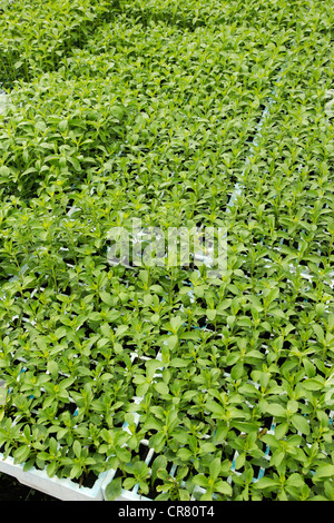 L'herbe douce. Le Stevia rebaudiana. Les émissions à Balaguer, Lleida, Catalogne, Espagne Banque D'Images