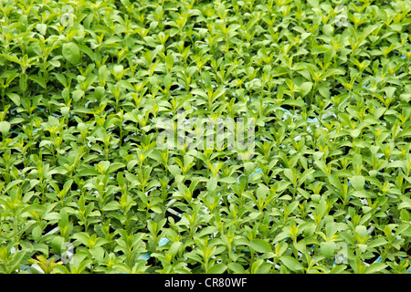 L'herbe douce. Le Stevia rebaudiana. Les émissions à Balaguer, Lleida, Catalogne, Espagne Banque D'Images