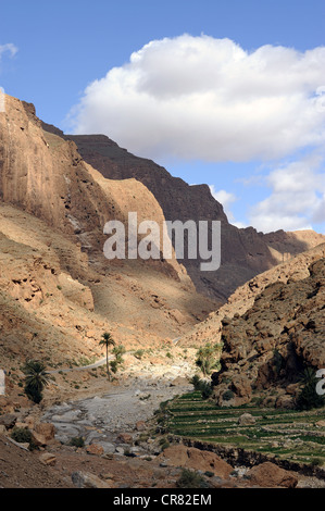 Gorges du TODRA, Gorges de Todra, Atlas, près de Tinghir, dans le sud du Maroc, Maroc, Maghreb, Afrique du Nord, Afrique Banque D'Images
