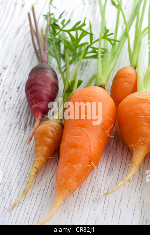 Organic Heirloom Carrots de couleurs assorties Banque D'Images