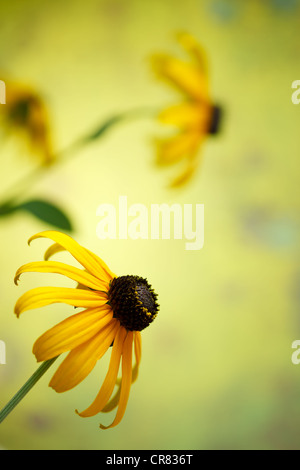 Black-Eyed Susan close-up Banque D'Images