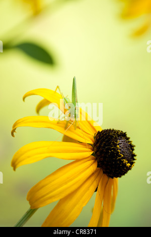 Black-Eyed Susan close-up Banque D'Images