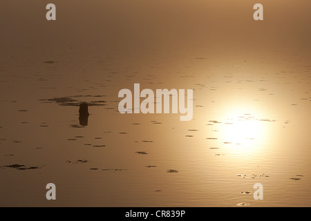 Coucher du Soleil reflété dans le lac Federsee, Bad Buchau, Bade-Wurtemberg, Allemagne, Europe Banque D'Images