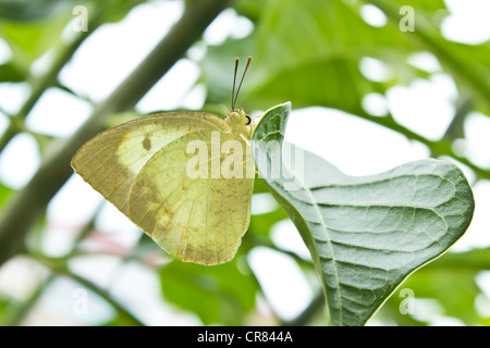 Papillon Banque D'Images