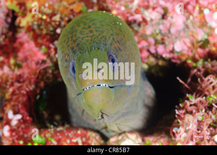 Murène géante, Gymnothorax javanicus, parc marin de Bunaken, Sulawesi, Indonésie, Pacifique Banque D'Images