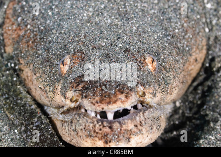 L'anguille serpent Stargazer, Brachysomophis cirrocheilos, parc marin de Bunaken, Sulawesi, Indonésie, Pacifique Banque D'Images