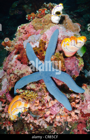 Blue sea star, Linckia laevigata, parc marin de Bunaken, Sulawesi, Indonésie, Pacifique Banque D'Images