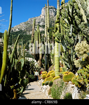 Jardin de cactus, Monaco, Monte Carlo, Europe Banque D'Images