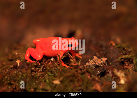 Grenouille Mantella doré (Mantella aurantiaca), alimentation, Madagascar, Afrique Banque D'Images