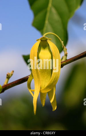 Ylang-ylang (Cananga odorata), la floraison, Nosy Be, Madagascar, Afrique Banque D'Images