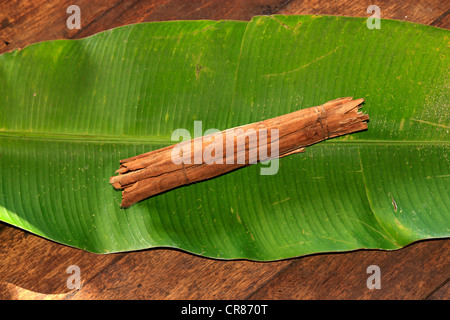 Cannelle (Cinnamomum verum) sur une feuille de bananier, Nosy Be, Madagascar, Afrique Banque D'Images