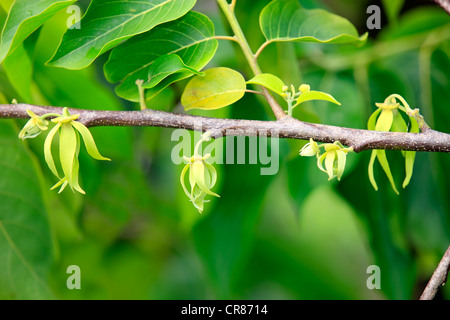 Ylang-ylang (Cananga odorata), la floraison, Nosy Be, Madagascar, Afrique Banque D'Images