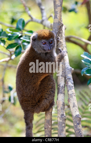 (L'est moindre Hapalémur Hapalemur griseus), des profils dans un arbre, Madagascar, Afrique Banque D'Images