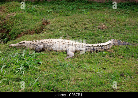 Le malgache crocodile du Nil (Crocodylus niloticus madagascariensis), dorment, Nosy Be, Madagascar, Afrique Banque D'Images