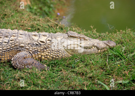 Le malgache crocodile du Nil (Crocodylus niloticus madagascariensis), dorment, Nosy Be, Madagascar, Afrique Banque D'Images