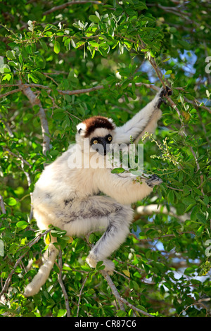 Le Propithèque de verreaux (Propithecus verreauxi), des profils dans un arbre, manger, nourriture, Bryanston, Madagascar, Afrique Banque D'Images