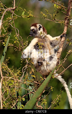 Le Propithèque de verreaux (Propithecus verreauxi), la mère et les jeunes dans un arbre, manger, nourriture, Bryanston, Madagascar, Afrique Banque D'Images