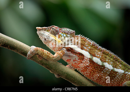 Globe-horned Chameleon (globifer Calumma), homme, alimentation, Madagascar, Afrique Banque D'Images