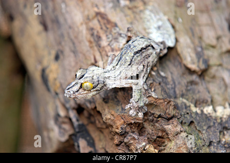 Gecko à queue de feuille moussus (Uroplatus sikorae), camouflée sur un tronc d'arbre Madagascar, Afrique Banque D'Images