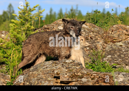 Loup de l'Est (Canis lupus lycaon), femelle adulte et chiot, huit semaines, mendicité, Montana, USA, Amérique du Nord Banque D'Images