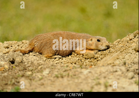 Chien de prairie à queue noire (Cynomys ludovicianus), Parc National Theodore Roosevelt, Dakota du Nord, USA Banque D'Images