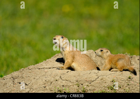 Chien de prairie à queue noire (Cynomys ludovicianus), Parc National Theodore Roosevelt, Dakota du Nord, USA Banque D'Images