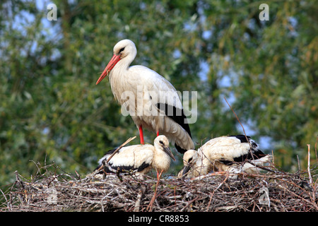 Cigogne Blanche (Ciconia ciconia), d'oiseaux adultes et oisillons dans le nid, Philipsburg, Bade-Wurtemberg, Allemagne, Europe Banque D'Images