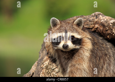 Le raton laveur (Procyon lotor), adulte, femme, portrait, den, tronc d'arbre, Montana, USA, Amérique du Nord Banque D'Images