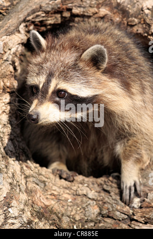 Le raton laveur (Procyon lotor), femme, adulte, à la tanière, tronc d'arbre, Montana, USA, Amérique du Nord Banque D'Images