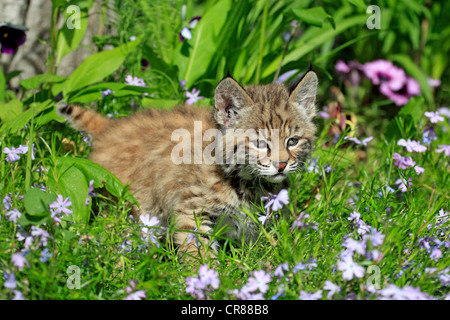 Lynx roux (Lynx rufus), chaton, huit semaines, fleuri, prairie, Montana, USA, Amérique du Nord Banque D'Images