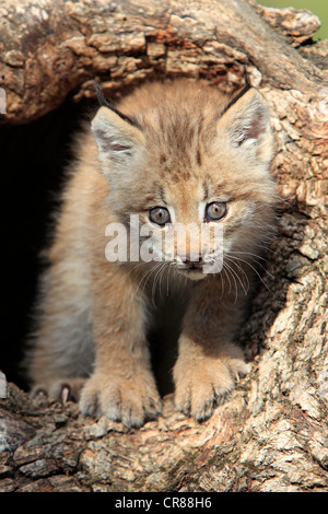 Le lynx du Canada (Lynx canadensis), les jeunes, huit semaines, den, tronc d'arbre, Montana, USA, Amérique du Nord Banque D'Images