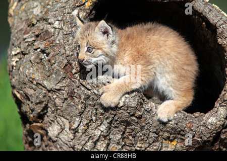 Le lynx du Canada (Lynx canadensis), les jeunes, huit semaines, den, tronc d'arbre, Montana, USA, Amérique du Nord Banque D'Images