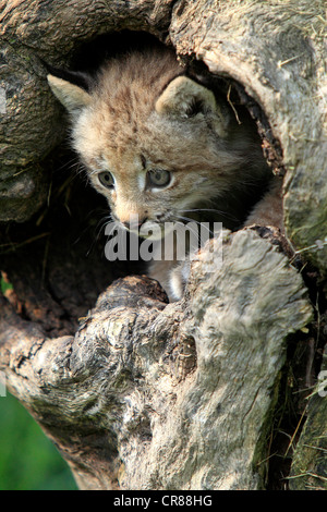 Le lynx du Canada (Lynx canadensis), les jeunes, huit semaines, den, tronc d'arbre, Montana, USA, Amérique du Nord Banque D'Images