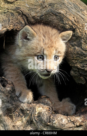 Le lynx du Canada (Lynx canadensis), les jeunes, huit semaines, den, tronc d'arbre, Montana, USA, Amérique du Nord Banque D'Images