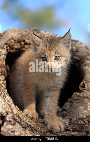 Le lynx du Canada (Lynx canadensis), les jeunes, huit semaines, den, tronc d'arbre, Montana, USA, Amérique du Nord Banque D'Images