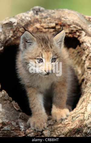 Le lynx du Canada (Lynx canadensis), les jeunes, huit semaines, den, tronc d'arbre, Montana, USA, Amérique du Nord Banque D'Images