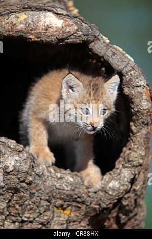 Le lynx du Canada (Lynx canadensis), les jeunes, huit semaines, den, tronc d'arbre, Montana, USA, Amérique du Nord Banque D'Images