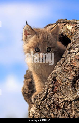 Le lynx du Canada (Lynx canadensis), les jeunes, huit semaines, den, tronc d'arbre, Montana, USA, Amérique du Nord Banque D'Images