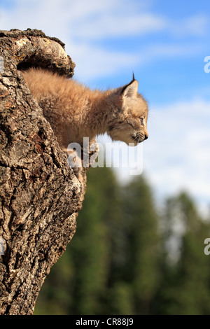 Le lynx du Canada (Lynx canadensis), les jeunes, huit semaines, den, tronc d'arbre, Montana, USA, Amérique du Nord Banque D'Images