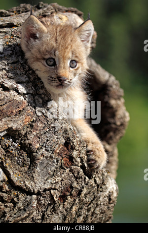 Le lynx du Canada (Lynx canadensis), les jeunes, huit semaines, den, tronc d'arbre, Montana, USA, Amérique du Nord Banque D'Images