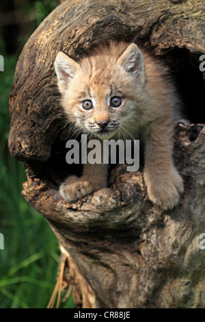 Le lynx du Canada (Lynx canadensis), les jeunes, huit semaines, den, tronc d'arbre, Montana, USA, Amérique du Nord Banque D'Images