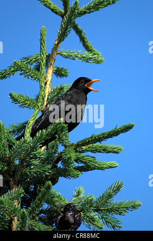 Merle noir (Turdus merula), homme, chant, Ellerstadt, Rhénanie-Palatinat, Allemagne, Europe Banque D'Images