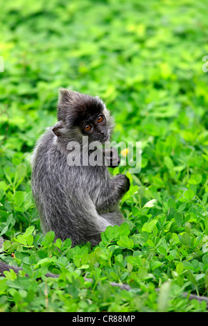 (Trachypithecus cristatus lutung argenté), Labuk Bay, Bornéo, Malaisie, Sabah, l'Asie Banque D'Images